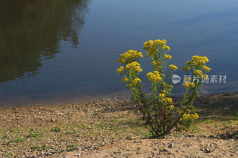 黄色的拉格wortsenecio jacobaea接近水饱和颜色